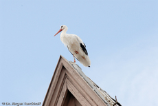 Weißstorch (4 von 20).jpg